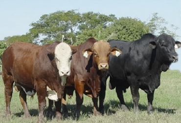 La tricomoniasis genital en toros suele presentarse de manera asintomática. Foto: news.agrofy.com.ar Tricomoniasis genital en toros