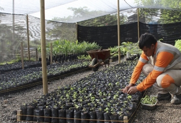 La implementación de viveros forestales permite que las plantas se adapten a las condiciones propias del sistema. Foto: rutaalmar.com Uso de viveros forestales en fincas