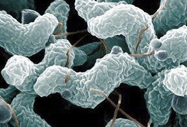 Campylobacteriosis genital en machos se transmite por medio de la monta, exclusivamente por contacto sexual. Foto: facebook.com/medicinaveterinariapractica Campylobacteriosis genital bovina