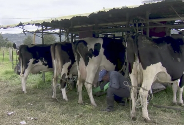 Cobinaga es una cooperativa de pequeños ganaderos que encontraron en la asociatividad una alternativa para mejorar el negocio. Foto: Captura de pantalla Vacas en ordeño