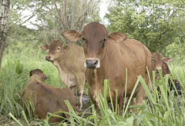 El modelo productivo de ganado de carne de Agrosavia para la región Caribe ha dado resultados importantes. Foto: agrosavia.co Ganado en potrero