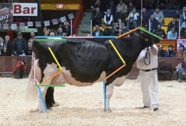 Aunque la vaca perfectamente balanceada es difícil conseguir sí hay unos parámetros que permiten medir cuál sería ese ideal. Foto: todolecheria.com.ar Vaca en concurso