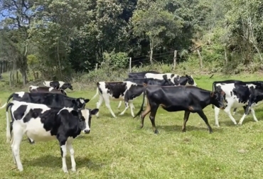 El proyecto de excelencia sanitaria de Vecol busca crear una cultura de la prevención en el hato. Foto: Captura de pantalla Vacas en pastoreo