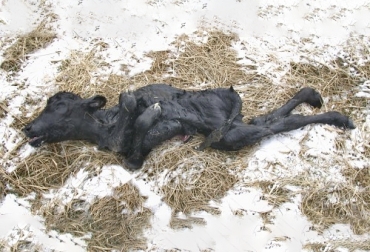 La artrogriposis congénita múltiple resulta en el nacimiento de terneros con severa contracción de las articulaciones de los miembros que nacen muertos o mueren poco después de nacer. Foto: visgar.vetmed.ufl.edu artrogriposis multiple congenita en bovinos