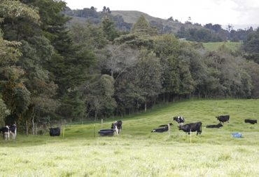 Los forrajes cultivados en ambiente de altura son más bajos en ligninida, por ende son más digeribles. Foto: agenciadenoticias.unal.edu.co Altitud y latitud en calidad de pasto