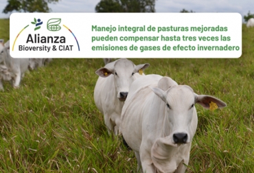 Un estudio en la Hacienda San José (Vichada, Colombia) comprobó que la ganadería con manejo integral de pasturas puede tener una huella de carbono favorable y aportar a la mitigación del calentamiento global. Foto: Cortesía estudio de pasturas mejoradas en Hacienda San José