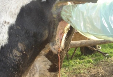 Los factores que predisponen la aparición de infecciones uterinas se pueden agrupar en manejo y medio ambiente, condiciones alrededor del parto y condiciones uterinas. Foto: agrovetmarket.com factores que predisponen infecciones uterinas en bovinos