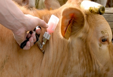 Aquí le presentamos cuáles son estos tipos de vacunas, qué recomendaciones debe seguir a la hora de aplicarlas y cuáles son los criterios que determinan si debe aplicar una o no. Foto: universodelasaludanimal.com - Fedegán FNG tipos de vacunas para bovinos