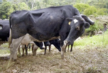 Los tratamientos homeopáticos en bovinos intentan reducir la carga parasitaria especialmente cuando se habla de parásitos gastrointestinales. Foto: HOMEOVET Tratamientos homeopáticos para parásitos gastrointestinales