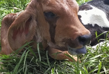 Las intoxicaciones y envenenamientos en el ganado se presentan por diversas causas y por eso se deben identificar para realizar el tratamiento adecuado. Foto: Captura de pantalla Animal intoxicado