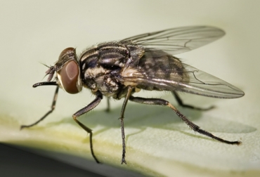 la mosca común o doméstica puede provocar bajas en la producción del ganado y es un vector de enfermedades como la queratoconjuntivis infecciosa bovina. Foto: portalveterinaria.com mosca domestica comun ganaderia