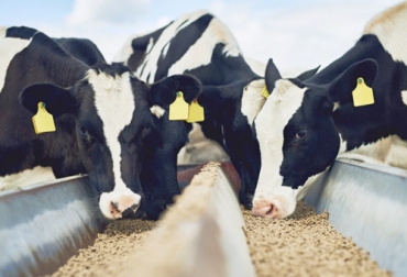 Nueva Zelanda desarrolló un aditivo para dar con la leche a los terneros para reducir las emisiones de metano. Foto: La Vanguardia Vacas alimentándose
