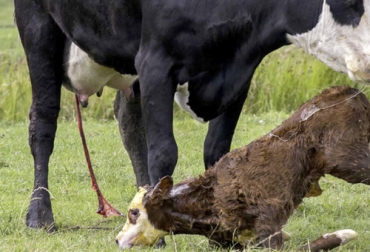 Fisiológicamente, la placenta debe expulsarse varias horas después del parto, lo que se llama el mecanismo fisiológico del desprendimiento de placenta. Foto: BM Editores mecanismo de desprendimiento de la placenta en vacas