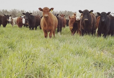 Uno de los pasos para no quedarse sin pasto en la finca es diferir los potreros, de tal forma que se le brinde un mayor tiempo de descanso y no se desgaste. Foto: Agritotal Pasos para no quedarse sin pasto