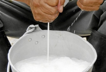 La producción y distribución de leche en el país se ha visto afectada por ola invernal. Foto: Vanguardia.com Productor ordeñando vaca en cantina