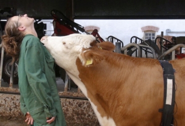 Científicos de bienestar animal en Viena (Austria) encontraron que los susurros y los masajes pueden reducir el ritmo cardíaco de las vacas, ayudando a relajarlas. Foto: thecounter.org susurros y masajes para relajar a las vacas