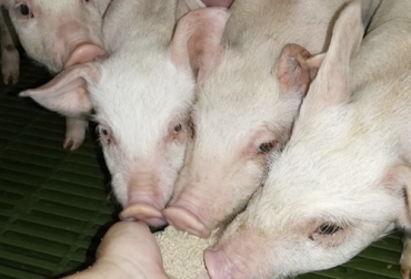 La iniciativa consiste en cumplir objetivos ligados a biodiversidad, bioeconomía y reducción de emisiones. Foto: Innoporc Ganadería sostenible y economía circular en fincas