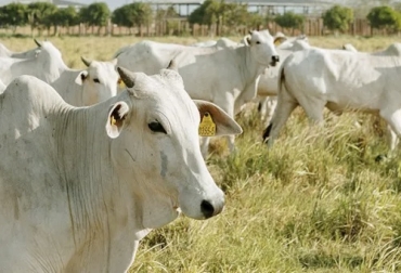 El proyecto busca apoyar la transformación sostenible de agroecosistemas ganaderos bajos en carbono en cinco municipios de los departamentos de Arauca y Casanare (sabanas inundables), Meta y Vichada (altillanura plana y disectada, y Sierra de La Macarena).Foto: Proyecto Biocarbono Orinoquia Proyecto Biocarbono Orinoquia