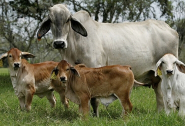 Una de las ventajas de usar genética adaptada es la resistencia a parásitos y enfermedades, siendo este un punto clave para la rentabilidad del productor. Foto: Revista Genética Bovina Colombiana Ventajas de tener genética adaptada