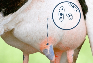 La acción de los exo mucopolisacáridos impide que se penetren los antibióticos en la glándula mamaria afectada con mastitis clínica. Foto: Laboratorios LABIS Imposibilidad de curar mastitis clínica en bovinos