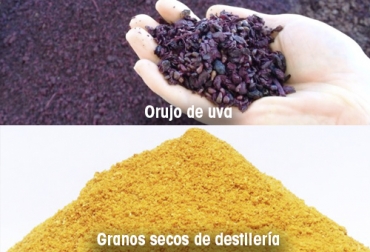 Algunos coproductos húmedos que se pueden incluir en la dieta del ganado incluyen maíz, cítricos, pulpa de remolacha, granos de cervecería, granos de destilería, gluten feed y orujo de uva. Foto: mundoacuicola - BM Editores coproductos humedos alimentacion ganado