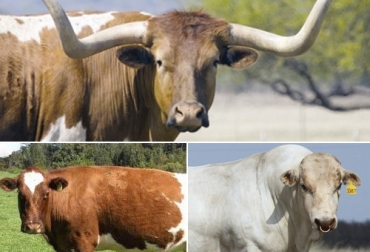 Estas razas se caracterizan por ser de mucha importancia a nivel mundial, pero son poco conocidas. Foto: animals.howstuffworks.com - generalidadesdelaganaderiabovina.blogspot.com Razas bovinas que no tenía en su radar