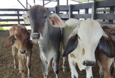 Un proyecto de ganadería con sistemas silvopastoriles se viene implementando con pequeños productores en municipios PDET del Guaviare. Foto: colombiasostenible.gov.co Ganado en Guaviare