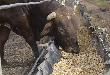 Los ácaros se pueden encontrar en los concentrados y en las distintas harinas de leguminosas que se elaboran para la alimentación de los bovinos, equinos y porcinos. Foto: @GanaderiayAgro Consecuencia de comida con ácaros en bovinos