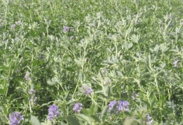 La alfalfa, por su forma de crecimiento y fisiología, es una especie que tolera pastoreos intensos, pero no frecuentes. Foto: Clarín Alfalfa para ganado de cría