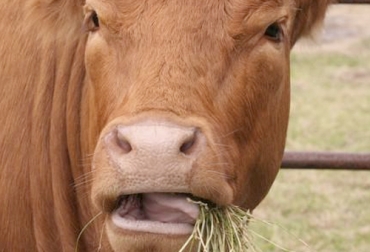 El alimento ablandado se llama bolo alimenticio y se envía de vuelta a la boca de la vaca, donde se vuelve a masticar antes de volver al estómago para ser digerido por completo. Foto: invesagro bolo alimenticio en bovinos