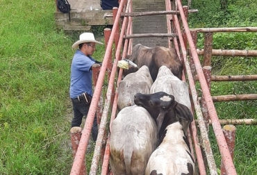 “El trabajo del equipo técnico unido al empeño de los ganaderos por mantener sus hatos libres de aftosa y brucelosis ha logrado un resultado excepcional en inmunización de bovinos y bufalinos”, señaló Lafaurie. Foto: Fedegán-FNG Resultado campaña de vacunación contra la aftosa y la brucelosis en el 2do ciclo de 2023