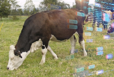 Entre los cambios que ha traído la genómica, destacó que en la evaluación de los sementales en los centros de inseminación. Foto: marketinghoy.co - revistageneticabovina.com datos implementar programa mejoramiento genetico bovino