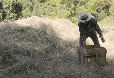 Entre las soluciones que se pueden aplicar para evitar desperdicios de heno se encuentran suministrar el heno al ganado con restricción para evitar desperdicios o distribuirlo en fardos. Foto: Agrosavia soluciones para evitar perdidas de heno