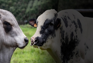 Con el cruce de las razas blanco azul belga y brahman se espera posicionar a Colombia en el puesto No.1 de la producción de carne sostenible ambientalmente sostenible y de alta calidad. Foto: Fedegán FNG - Red Alimentaria.jpg Raza blanco azul belga y raza brahman