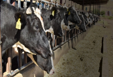 Los dominios del bienestar animal, junto a las libertades forman parte de los aspectos que se deben cuidar en cualquier ganadería y para fines de trazabilidad en la comercialización. Foto: mx.usembassy.gov Ganado estabulado alimentándose