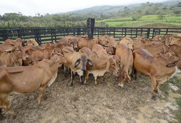El manejo nutricional de las vacas de cria no depende de un solo proceso, sino de muchos elementos para lograr un proceso exitoso. Foto: repository.humboldt.org.co Manejo nutricional bovinos de cría