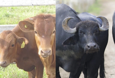 Una metodología para evaluar el bienestar animal acordaron sector público y privado con el fin de unificar criterios. Foto: ica.gov.co - Fedegán FNG Bienestar animal