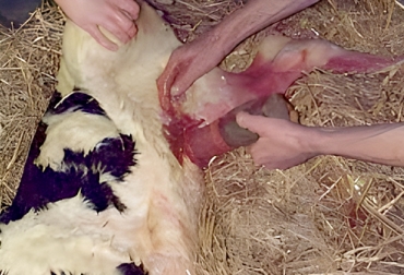 La Onfaloflebitis es una de las patologías que consiste en una inflamación en las venas umbilicales. Foto: Perulactea Infecciones umbilicales en terneros