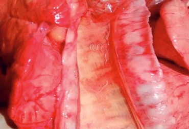Estos solo parásitos pulmonares aparecen salvo que se tenga la sospecha y se pida un análisis coprológico especial que se llama Baermann. Foto: dx.doi.org Parásitos pulmonares bovinos