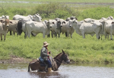 Para sobrevivir a una crisis en el sector agropecuario se debe empezar por cambiar el manejo en la finca. Foto: Crónica Uno Solo los fuertes sobreviven cuando hay crisis en ganadería