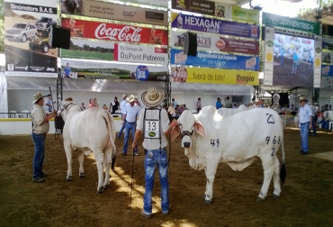 Las reses que participan en exhibiciones, juzgamientos y remates provienen de ganaderías de todo Colombia. Foto: CONtexto ganadero. Feria Nacional Cebú