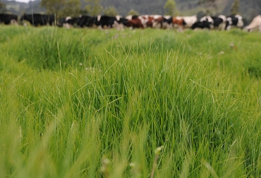 Tratamientos con labranza mínima recuperan pasturas degradadas. Foto: unilac.com.co. pasturas degradadas
