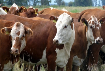 Vacas de una granja en Santana do Livramento, en Brasil  © AFP Duda Pinto