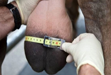 Es recomendable realizar esta evaluación cada año, para mejorar la reproducción de los toros. Foto: Cryogencolombia. Evaluación andrológica.