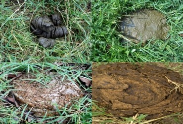 El estiércol de las vacas no es tenido en cuenta en las explotaciones ganaderas. Foto: CONtexto ganadero. estiercol de los bovinos