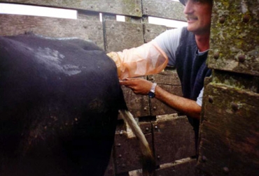 El mito de afectar al bovino cuando se realiza la inseminación artificial, afecta a los aprendices de la técnica. Foto: Unicen. inseminación artificial cervix