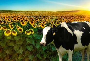 Cuando el ganado lechero cuenta con girasoles en su dieta, produce mayor cantidad del lácteo. Foto: CONtexto Ganadero. Girasol para ganado