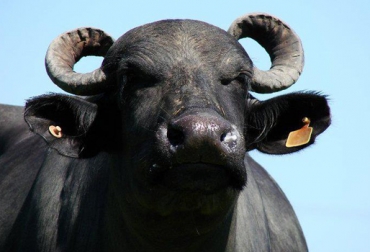 La cría y ceba de búfalos toma auge en el mundo entero. Foto: CONtexto Ganadero. Búfalo colombia