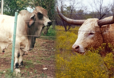 Entre la cerca eléctrica y la de púas, los expertos aseguran que es mejor la primera. Foto: CONtexto Ganadero. Cercas para ganado
