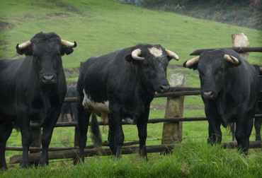 Por la naturaleza de la raza, su agresividad y rudeza, nadie se atreve a robarse un animal de esta especie. Foto: Fedegán. Toro de lidia